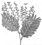 Acacia dealbata