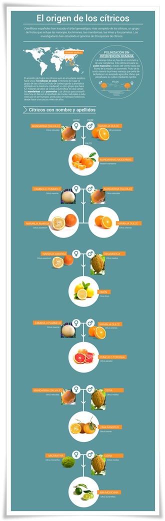 Árbol genealógico de los cítricos